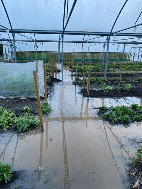 Winter flooding at Organic Blooms