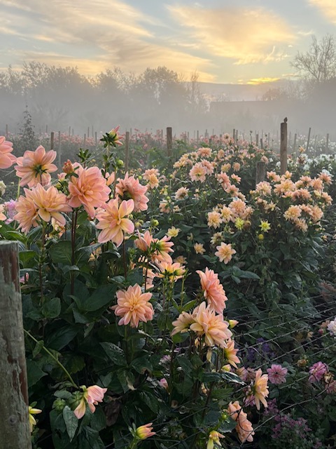 Organic Blooms dahlias in late autumn sunshine