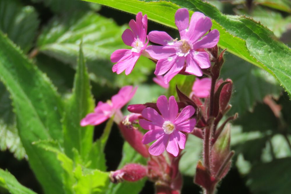 Red Campion at Organic Blooms